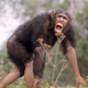 Illustration for article titled Evolution Definitively Proven As Scientists Capture First-Ever Footage Of Chimpanzee Transforming Into Humanem/em